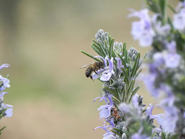 Romarin et abeille